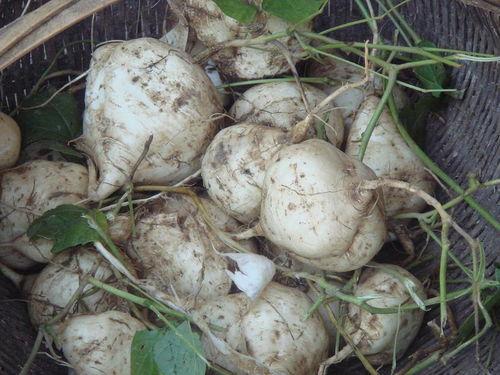 土瓜咋吃呀,土瓜的多样食用方法与美味探索