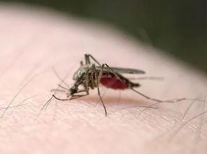 带你吃瓜灭蚊子,带你吃瓜灭蚊子，清凉一夏