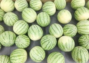 正品吃瓜,带你领略美食与娱乐的跨界魅力