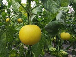 小欧吃瓜,揭秘娱乐圈那些不为人知的幕后故事