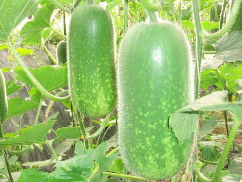 张极吃瓜合集,揭秘娱乐圈幕后故事