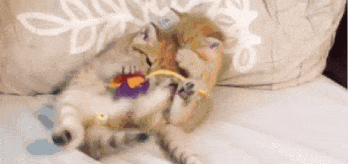 吃瓜吃猫打架什么意思,一场关于猫粮的争夺战