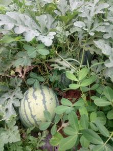 九职吃瓜,揭秘职场吃瓜背后的真相与智慧