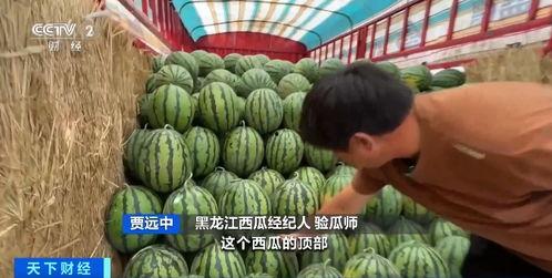 wtt吃瓜现场,揭秘赛场背后的精彩瞬间