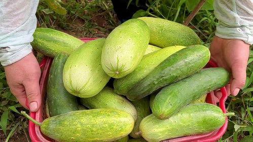 今年吃的瓜,盘点那些让人瞠目结舌的爆料瞬间