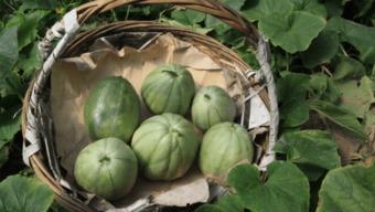 今年吃的瓜,盘点那些让人瞠目结舌的爆料瞬间