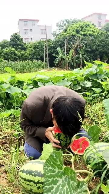 吃喷瓜视频,舌尖上的刺激与欢笑之旅