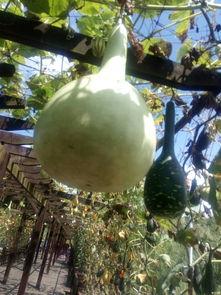 惠州惠东的直播吃瓜,一场视觉盛宴的美食之旅