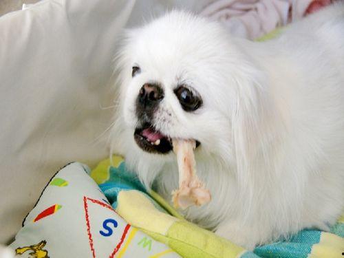 蒲瓜狗可以吃吗,宠物饮食指南,了解蒲瓜是否适合狗狗食用