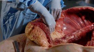 解剖吃瓜事件图片,揭秘人体器官的奇妙之旅