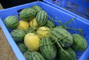 吃瓜群各种瓜,揭秘吃瓜群背后的八卦风云