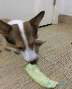 吃瓜土狗的来历,网络流行语的诞生与演变