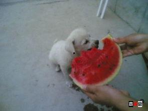 吃瓜土狗的来历,网络流行语的诞生与演变