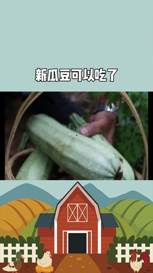 搞瓜怎么吃,探索“搞瓜”的独特食用之道