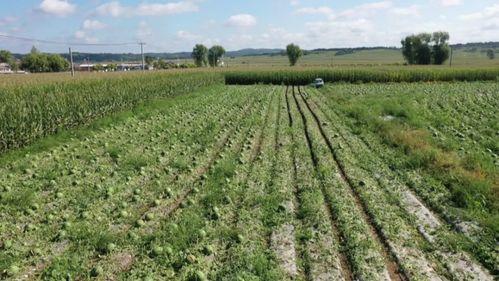 东丰县吃瓜,瓜果飘香,品味田园生活