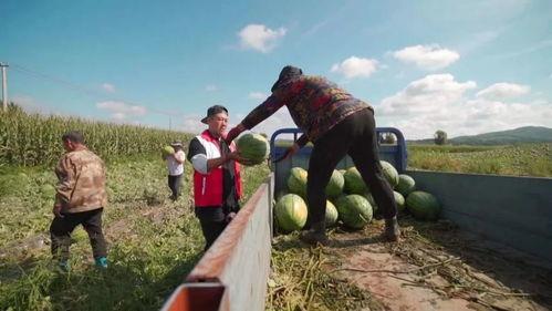 东丰县吃瓜,瓜果飘香,品味田园生活