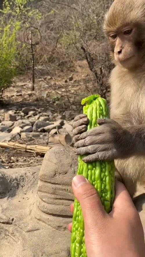 吃瓜大猴子,揭秘娱乐圈背后的那些事儿