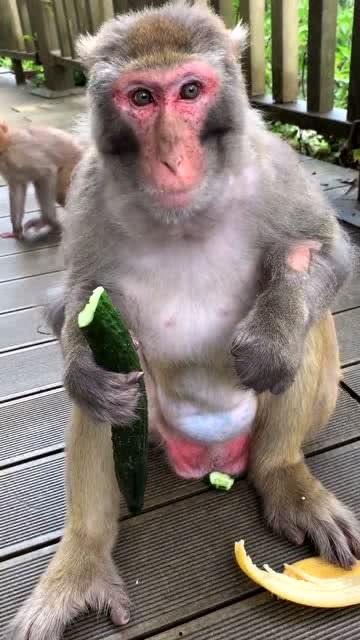 吃瓜大猴子,揭秘娱乐圈背后的那些事儿