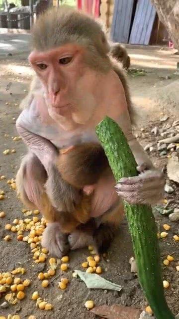 吃瓜大猴子,揭秘娱乐圈背后的那些事儿