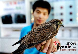 鸟姐吃瓜,揭秘娱乐圈幕后故事