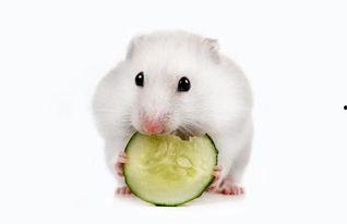 仓鼠吃熟瓜,仓鼠美食之旅,探索熟瓜的独特魅力