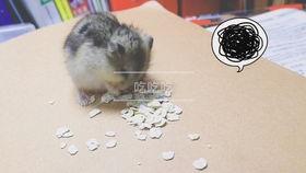 仓鼠吃熟瓜,仓鼠美食之旅,探索熟瓜的独特魅力